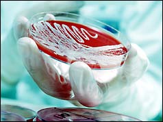 Petri dish of bio-culture