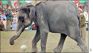 An elephant plays football at the festival