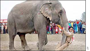 An elephant demonstrates how to carry its mahout during an emergency
