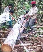 Loggers in the east of Tanjung Puting national park (EIA)