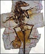 Fuzzy raptor (� The Geological Museum of China)