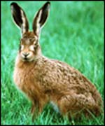 hare