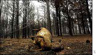 Dead kangaroo in charred forest near Canberra