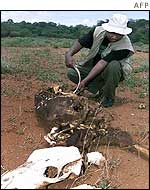 Farmer with dead cow