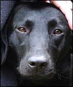 Sadie, David Blunkett's new dog