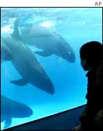 Killer whales at an aquarium, AP