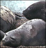 Seal/Fabiani/Science