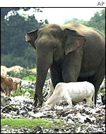 Twenty years of war have left their scars on the island's environment