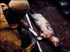 Hunter with dead seal