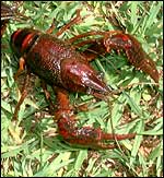Louisiana crayfish, Geoffrey Howard/IUCN