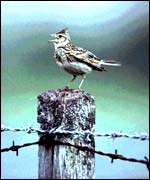 Skylark (RSPB)