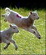 Lambs gambolling PA