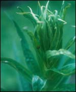 Pictures by Sue Snell