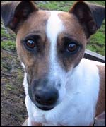 Rocky a Jack Russell