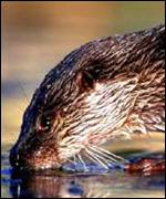 Otter feeding
