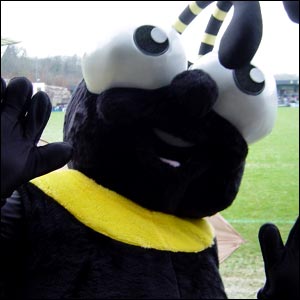 A wasp at Adams Park