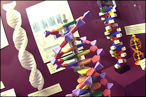 DNA models