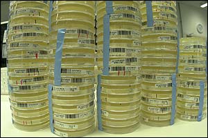 E. coli plates, Wellcome Trust Sanger Institute