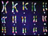 Groups of chromosomes