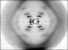X-ray photo taken by Rosalind Franklin and Raymond Gosling