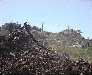 Uprooted tree with Shareh Tikva in the background