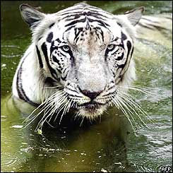 An Indian White Bengal tiger takes a cooling dip in a pond at Delhi zoo