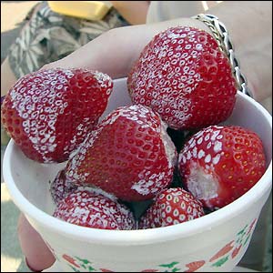 Strawberries and cream