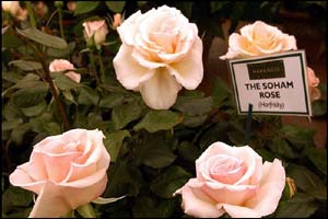 The Soham Rose