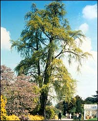 Kew Ginkgo