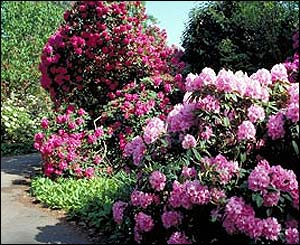 Rhododendron Dell