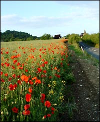 Photo by Darren Wells