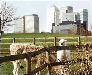 Llamas at Mudchute City Farm by Sam South