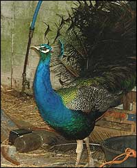 Pet peacock