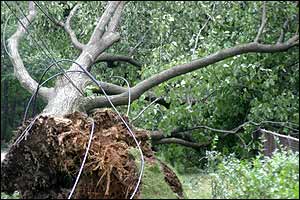 Power lines tangled in a tree