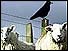 Sheep with crow sitting on fence behind