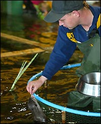 Asian short-clawed otter