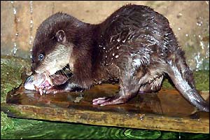 Asian short-clawed otter