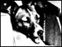 Laika, the Russian space dog in her capsule