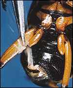 Beetle, Eisner and Aneshansley