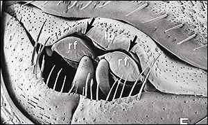 Beetle, Eisner and Aneshansley