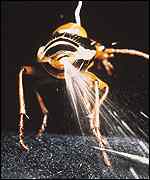 Beetle, Eisner and Aneshansley