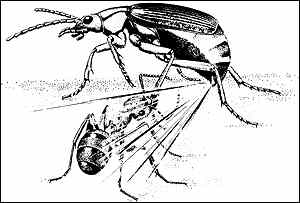 Beetle, Eisner and Aneshansley