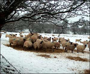 Sheep feeding in the snow near Beulah (Liz Fleming-Williams)