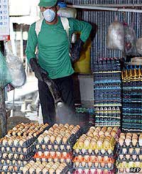 Spraying eggs in Thailand