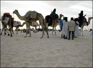 Camels carry salt tablets brought from the salt mines in Taoudenni, northern Mali, for the opening ceremony