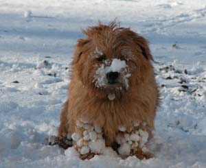Emma Thomson's dad took snapped Bertie the Norfolk Terrier in the snow in Spitalfield, Perthshire.