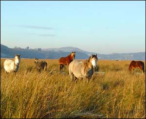 The marsh ponies at Llanrhidian, as captured by Peter Webb