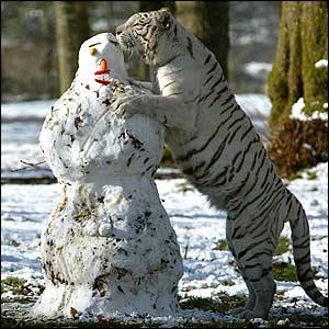 White tiger and a snowman