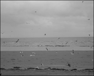 Seagulls on Swansea Bay (sent by Owen White)