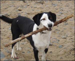 A picture of Philippa Harris' dog Gwennol on Llanddwyn beach, Anglesey
